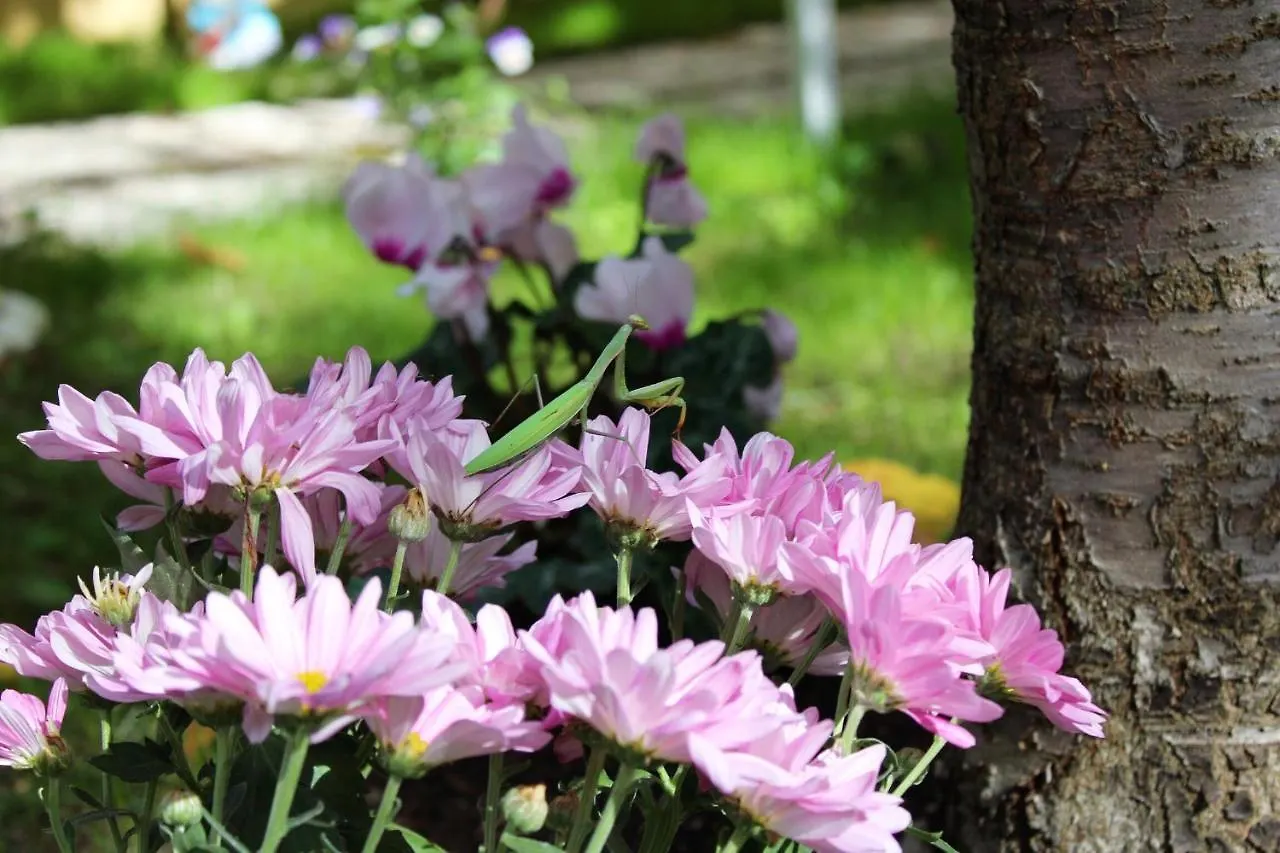 Bed and Breakfast Il Giardino Di Cristina Vagliagli