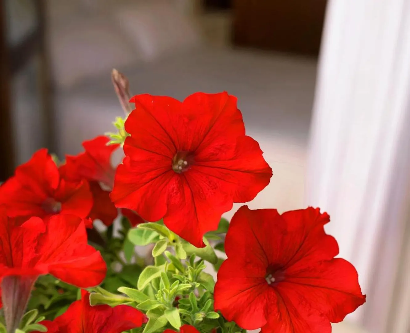Bed and Breakfast Il Giardino Di Cristina Vagliagli Bed & Breakfast